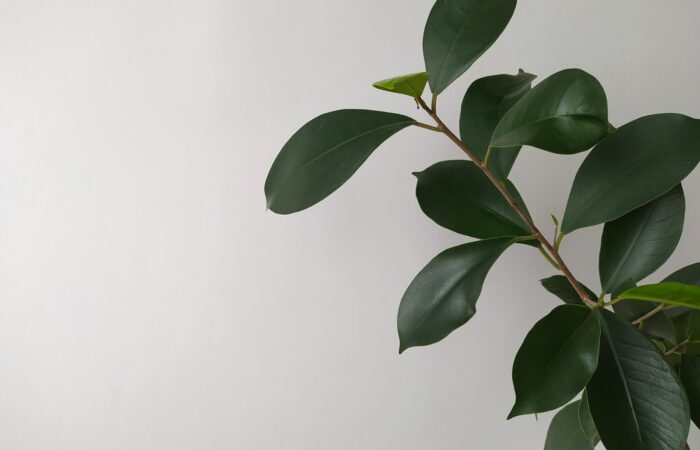 a plant with green leaves on a white background