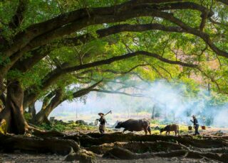 farmer walking with water buffalo under tree
